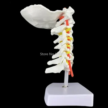 Ľudské Anatomický Model Stavec Krčnej Modelu Krčnej Chrbtice, Krku Tepny Okcipitálneho Kosti Disk a Nervové Model 18 x 13 x 8 cm