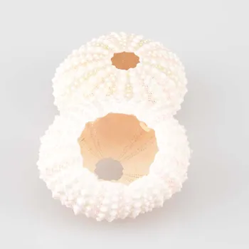10pcs/množstvo 3 cm až 5 cm Prírodné Malé Svetlo Ružová Morský ježko Prírodné Shell Conch Tichom Svadobnú Výzdobu Domov Príslušenstvo nl767