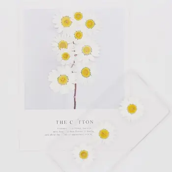 100ks Skutočné Prírodné Sušené Lisované Kvety Biele Daisy Stlačené Kvet pre Živicové Šperky na Nechty, Nálepky make-up Umelecké Remeslá