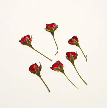 60pcs Strane Stlačené Sušené Červené Ruže Puky Kvetu Rastlín Herbarium Pre Šperky Pohľadnicu, Pozvanie na Kartu Telefón Prípade Záložku Plavidlá typu 