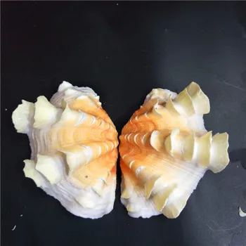 16-18 cm conch shell ozdoby ryby nádrž akvárium popolník kvetináče ovocný tanier pár lotus venuša mäkkýšov domáce dekorácie