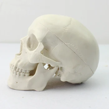 Vybavenie Ľudskej Lebky Model Anatomický Umenie Haunted House Party Replika Dekorácie Lekárske Výučby Kostra Sledovanie