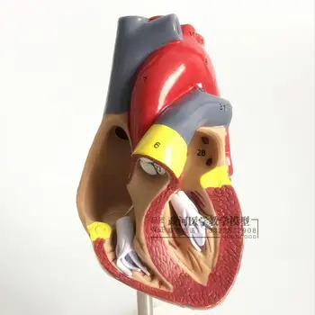 1: 1 Ľudského Srdca Anatomický Model Lekárske Kardiológia Anatómia Srdca Výučby Model s Číslom Známky