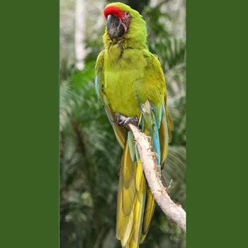 LBER Pet Vták Postroj a Vodítko,Nastaviteľné Papagáj Vták Postroj Vodítku - Pet Anti-Skus Školenia Lano Vonkajšie Lietanie Postroj a
