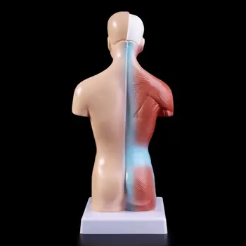 Ľudské Torzo Tela Model Anatómie Anatomické Vnútorných Orgánov Pre Vyučovanie