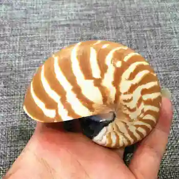 7-15 cm Prírodné Nautilus Seashell Tiger Chambered Nautilus Domáce Dekorácie Remesiel Pearly Štyri veľké Slávny Skrutku Conch Škrupiny Koralové