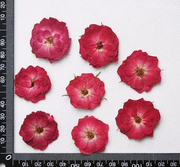 60pcs Stlačené Sušené 2-3 cm Ruže Kvet Rastliny Herbarium Pre Šperky Pohľadnicu, Pozvanie na Kartu Telefón Prípade Záložku Robiť Plavidlá typu 