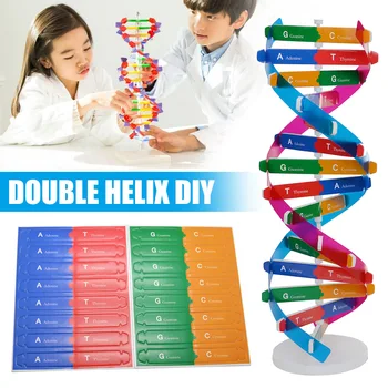 DIY DNA Modelu Vedy Biologické Experiment Deti DIY Montáž Vzdelávacie Hračka BM88