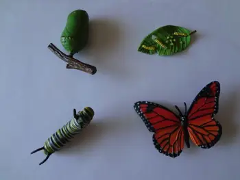 Pvc obrázok Skutočnú simuláciu modelu hračka motýľ životného cyklu nastaviť