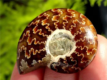 Prírodné conch leštené Jade Vzor Ammonite Fosílnych Madagaskar -1PC