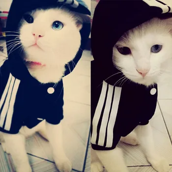 2019 Módne Oblečenie pre Mačky, Pet Mačka Kabáty Bundy Mikiny pre Mačky Psy Teplé Pet Oblečenie Britskej Krátke Pet Kostým Pre Mačky A-278