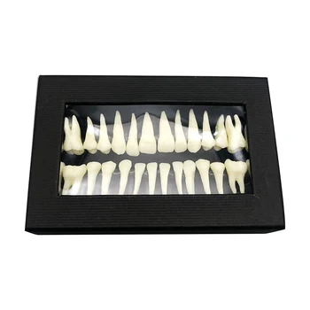 28 plné ústa zub model zubné ústne monochromatické trvalý zub model s root simulovaný model zuba