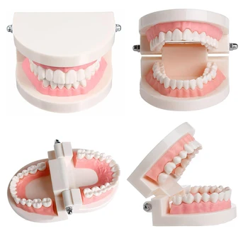 Zubné Zub Model Štandardného Vyučovacieho Zubár Model Zubov Model Stomatológia Lab Materiál Zubár Nástroj, Zubné Nástroje