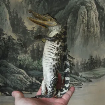 Krokodíl vzor Taxidermickému，Zvierat Collectables Malé ozdoby, Dekorácie Remesiel Figúrky & Miniatúry Ornament darček