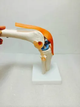 Ľudská Kostra Kolenného Kĺbu Anatómie Modely Kostry Modelu s Väzy Spoločný Model Lekárskej Vedy a Spotrebný materiál na Vyučovanie