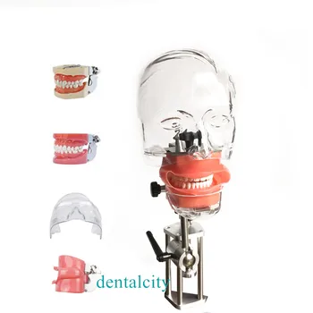 Zubné simulátor Nissin manikin phantom hlavu Zubné phantom hlavu model s nový štýl lavičke dbajte na to, zubár vzdelávania