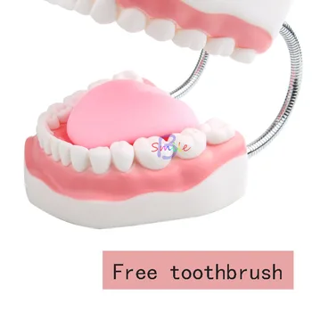 1pcs 6Times Zubné Dospelých Zuby Model Ústne Modely Zub S Jazyk Pre Dieťa Materskej školy Začiatkom Vyučovania, Štúdia